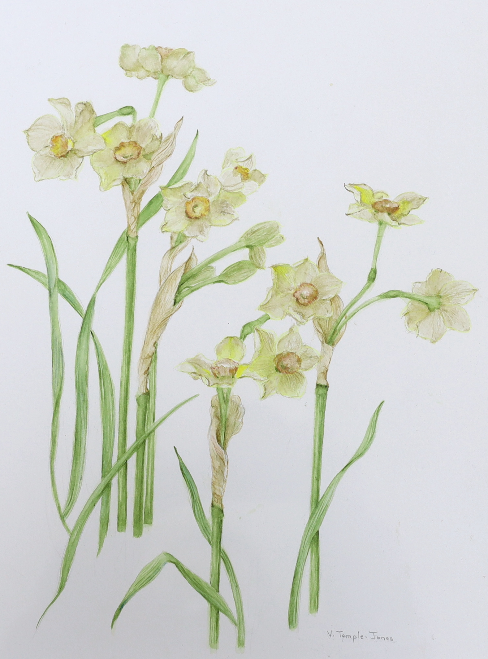 Valerie Temple-Jones (contemporary), botanical watercolour, 'Narcissus', signed, labels verso, 35 x 26cm